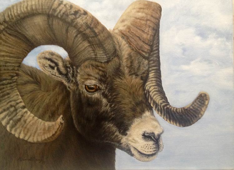 Big Horn Sheep