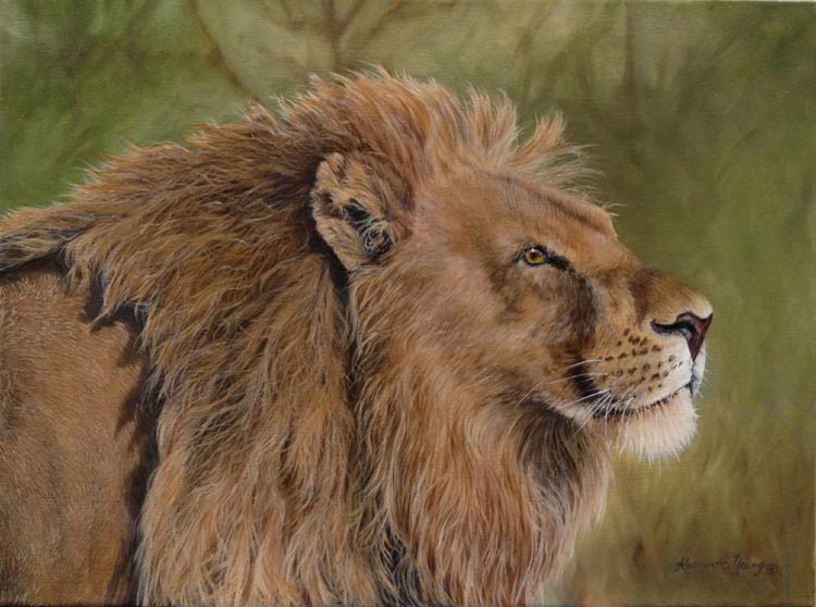 African Lion