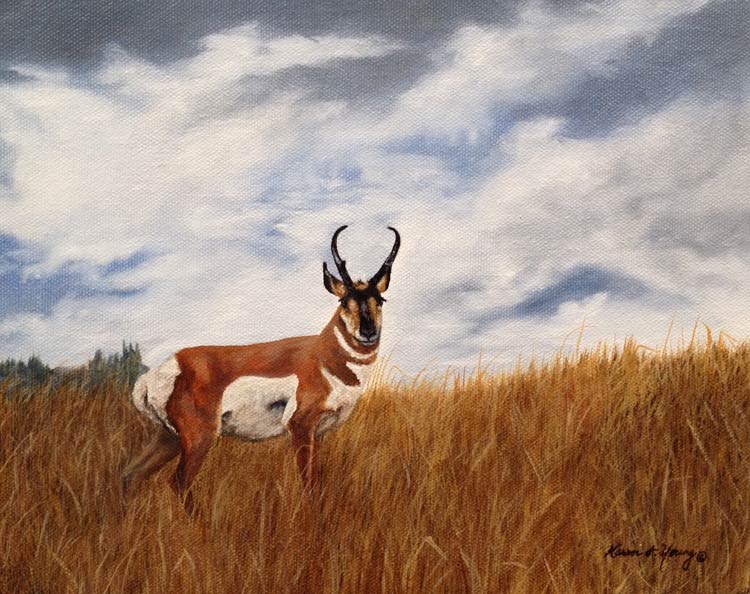 Pronghorn