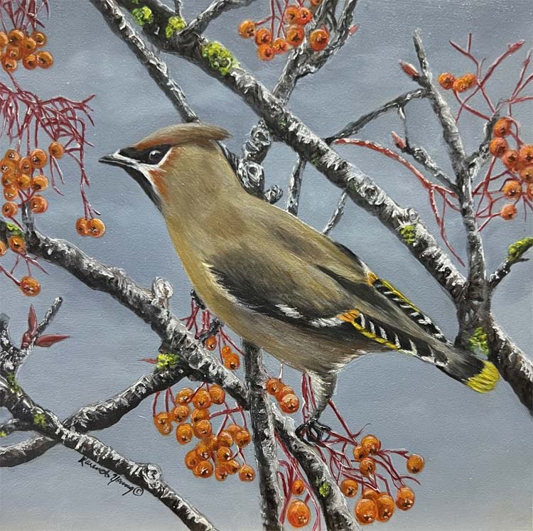 Bohemian Waxwing